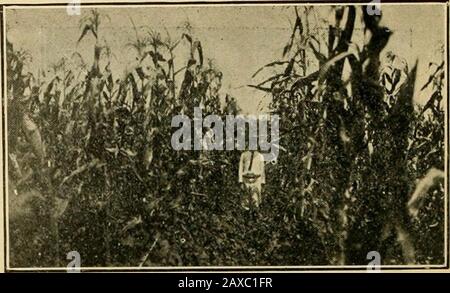 Die GemüsegardenAllgemeine Regeln für die Zubereitung und das Kochen von Gemüse. BOHNEN BEREIT ZUM AUFNEHMEN DES PROM AUGUST AUSSAAT. ERNTE DER SOMMERPFLANZUNGEN. 1. Jeder verfügbare Platz im Garten kann mit Rootpflanzen gefüllt werden, wie Rüben und Radieschen, auch Spinat, Salat usw. 2. Kohlkohl kann auch in Süd-Louisiana gepflanzt werden. 3. In Nord-Louisiana einen kalten Rahmen bauen. 4. Wählen Sie einen geschützten Punkt für den kalten Rahmen aus. Legen Sie eine 1 x 12-Inchplank 10 bis 12 Fuß lang auf den Rand, und stützen Sie sie mit Pfirsich. Vier oder fünf Fuß in einem Fiont von diesem Ort ein 1 x 6-Zoll-Plankor gleicher Länge. Bring die Enden hoch und mache eine Schachtel. Aboute Stockfoto