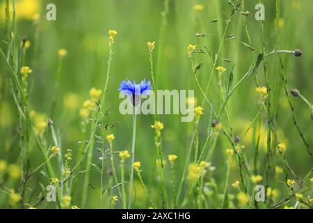 Die markante und schöne Kornblume gefällt nicht nur dem Auge, sondern wird auch als Nütze- und Heilpflanze verwendet. Stockfoto