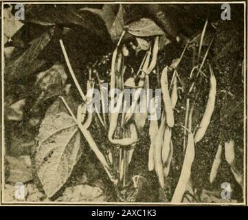 Die GemüsegardenAllgemeine Regeln für die Zubereitung und das Kochen von Gemüse . S in diesem Monat. 20 GECREMTE ZWIEBELN. Zwiebeln in kaltes Wasser geben, Häute unter Wasser entfernen, ablassen, in kochendes gesalzenes Wasser geben, 5 Minuten kochen, andwieder mit kochendem Wasser ablassen, garen bis weich, aber nicht brokendrain und mit einer dünnen weißen Soße bedecken. Weiße Soße.-2 Esslöffel Butter Schmelzen und l1/) Esslöffel Mehl, y± Teelöffel Salz und ein paar Körner dazugeben? Von Pfefferdann fügen Sie nach und nach den Becher mit schuppiger Milch hinzu, fügen Sie etwa ys ATA-Zeit hinzu, rühren Sie bis gut gemischt, und schlagen Sie dann, bis es dickensand glatt ist. Eingepickt Stockfoto