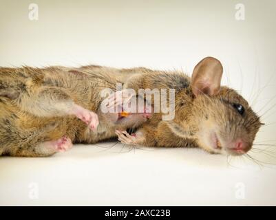 Paar Ratten liegen dicht beieinander auf weißem Boden. Stockfoto