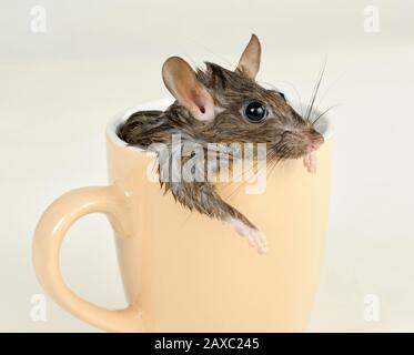 Lustige Ratte mit nassem Pelz, die im Kaffeebecher baden kann. Stockfoto