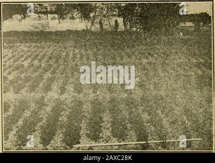 Die GemüsegardenAllgemeine Regeln für die Zubereitung und das Kochen von Gemüse. SOMMER-SQUASH UND SÜSSER MAIS. VORBEREITUNG UND ANPFLANZUNG DES PALL-GARTENS. 1. Zweihundert Pfund einer guten Marke von Baumwolldünger oder Amixture von gleichen Teilen von Baumwollsamenmehl und Säurephos - Phos - Phat zu einem Zehntel eines Morgens können auf Böden mit durchschnittlicher Fruchtbarkeit notwendig sein. 2. Fangen Sie an, für den Herbstgarten zu Pflanzen. 3. Pflanzenkohl, Blumenkohl und Tomaten in Hügeln im gar-den. Siehe Tabelle auf der Rückseite des Buches. 2. ERDNUSSBUTTER. Schale frisch geröstete Erdnüsse, entfernen die Haut, reiben die Nüsse und arbeiten zu einer glatten Paste, fügen en hinzu Stockfoto