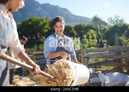 Lächelnde Frau, die auf dem Bauernhof arbeitet und Heu aus dem Eimer leert Stockfoto