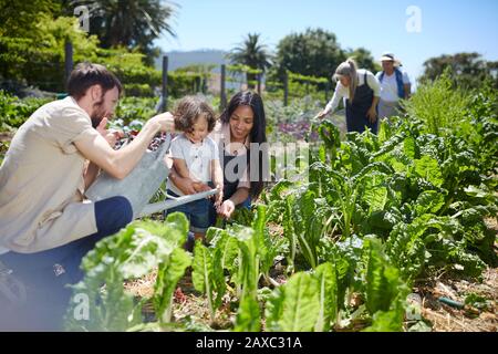 Junge Familie, die Gemüse im sonnigen Garten wässert Stockfoto