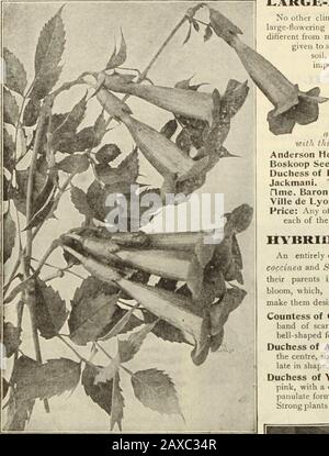 Dreers Gartenbuch: Siebzigjährige Ausgabe 1912 . HtHRTADRTO -PHILAKLPHIA-m-^llARDrCLIMBiriG PLAHTFlltn. Large-FLOIVERING CLEMATIS keine andere Kletterpflanze ist attraktiv für den wundervollen Clematis. Ihre Anforderungen unterscheiden sich von den meisten anderen Anlagen, und die richtigen Bedingungen müssen gegeben werden, um zufriedenstellende Ergebnisse zu erzielen. Sie brauchen reichen, tiefen Boden, perfekte Entwässerung, Wassermenge und, moschzeitantig von allen, sollten sie mit den drei Zoll unter der Oberfläche des Thesöls angepflanzt werden. Sie scheinen in einer Position, der sie nicht ausgesetzt sein werden, am besten zu sein Stockfoto