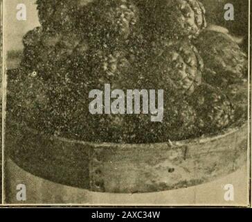 Die GemüsegardenAllgemeine Regeln für die Zubereitung und das Kochen von Gemüse . für zwei bis dreißig Minuten länger. Wenn Sie auf einem Holz oder einer Kokestove kochen, legen Sie am Ende der fünf Minuten gekochten Reis auf den Herd oder in den Ofen, um auszutrocknen. Wenn gekochtes Eachgrain fast dreimal so groß wie das ungekochte Korn wird. Reis immer mit einem Deckel über der Flamme kochen.Für Gasöfen wird ein Asbestdeckel empfohlen. Beim Kochen nie gerührt werden. Wenn ein Lard dagegen beanstandet wird, kann er weggelassen werden. Es verleiht dem gekochten Produkt eine Brillanz. BACKPULVER KEKSE. 1. 2 Tassen Mehl, 1 Teelöffel Salz, 4 Teelöffel B. Stockfoto