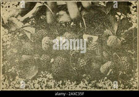 Die GemüsegardenAllgemeine Regeln für die Zubereitung und das Kochen von Gemüse. 2.3. 4. GLOBUS ODER BUR ARTISCHOCKE. KULTIVIERUNG DER VERSCHIEDENEN KULTUREN. Im Norden Louisianas muss das zarte Gemüse "als Bohnen, Gurken usw." möglicherweise Anfang dieses Monats nach einem schweren Winter gepflanzt werden. Halten Sie den Garten gut mit Prong-Hacke bearbeitet. Kultivieren Sie häufig; kein Unkraut oder Gräser sollte in einem gepflegten Garten erscheinen. Trainieren Sie die Tomaten auf Pfählen, und stechen Sie sie, indem Sie die Sauger, die zwischen dem Hauptstiel und dem Blattstiel erscheinen, herausdrücken. 14. MAI. ERDBEEREN. DER ANBAU WURDE FORTGESETZT. 1. Arbeiten Sie mit all Ihren zusammen Stockfoto