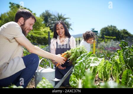 Junges Paar erntet Karotten im sonnigen Gemüsegarten Stockfoto