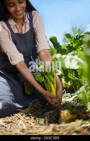 Lächelnde Frau erntet gelben Chard im sonnigen Gemüsegarten Stockfoto