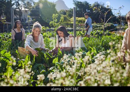 Lächelnde Frauen ernten Gemüse im sonnigen Garten Stockfoto