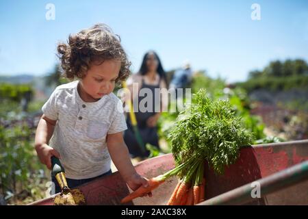 Kleine Jungen, die Karotten im sonnigen Gemüsegarten ernten Stockfoto