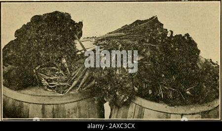 Die GemüsegardenAllgemeine Regeln für die Zubereitung und das Kochen von Gemüse . in Richtung Norden und Süden. 2. Den Abstand zwischen den Pflanzen markieren, wenn sie transpflanzt werden. Siehe Werkstabelle der letzten Seite. 3. Transplantationskohl und Salat vom kalten Rahmen bis zum Feld Reihen sich 3 Fuß auseinander für Kohl und 18 bis 24 Zoll auseinander Inrows, Salat in den Reihen 12 bis 15 Zoll auseinander, 8 bis 10 Zoll in Therows. 4. Transplantationspflanzen, von heiß- bis Kaltrahmen, normalerweise 4 Zoll voneinander entfernt. 5. Wenn der Boden richtig befruchtet wird, Rüben, Radieschen, Tur-nips, Erbsen und irischen Kartoffeln. Hinweises Tabelle auf der Rückseite des Buches. 6. Wenn Erde Stockfoto