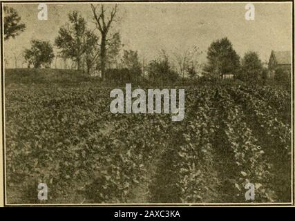 Die GemüsegardenAllgemeine Regeln für die Zubereitung und das Kochen von Gemüse . abgesehen und etwa einen halben Zoll tief. 2. Pflanzenkohl und Salat in kalten Rahmen. 3. Planen Sie den Frühlinggarten sorgfältig. 4. Wählen Sie nach Möglichkeit einen gut durchlässigen sandigen Lehmboden aus. 5. Entfernen Sie den Müll aus dem Garten, der nicht verfällt.fi. Bereiten Sie den Boden durch Pflügen und Harrudern vor. 7. Der beste Boden ist die beste Grundlage für den besten Garten. 8. Im Süden Louisianas säen Rüben, Radieschen, Spinat, Senf, Rüben und Petersilie, wenn es das Wetter zulässt. 9. Die besten Ergebnisse erzielen Sie mit einem gut pulverisierten Softbed für die Babykörner. S Stockfoto