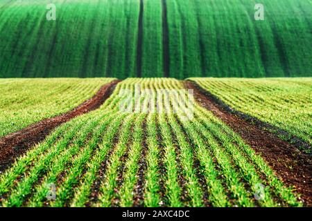 Grüne Weizenreihen und Wellen der landwirtschaftlichen Felder Südmährens, Tschechien. Kann wie Naturhintergrund oder Textur verwendet werden Stockfoto