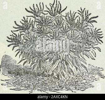 Stecklers Saatkatalog und Gartenhandbuch für die Südstaaten : 1902 . >veet Topper, Ruby King, wenig größer. Ziemlich deutlich und ornamental wegen der hellen Frucht und des Kompaktwuchses der Pflanze. Es ist heiß und stechend. Stockfoto
