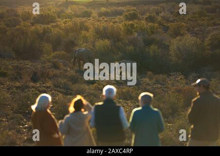 Safari-Tour-Gruppe, die Elefanten im sonnigen Wildreservat beobachtet Stockfoto