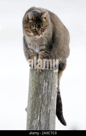 Cleo catra, Stallkatze mit Persönlichkeit plus Stockfoto