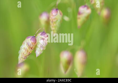 Aus nächster Nähe sehen Sie die grössere bebende Grasblume Briza maxima. Stockfoto