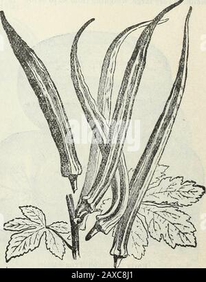 Stecklers Saatkatalog und Gartenhandbuch für die Südstaaten : 1902 . Whit* Velvet Okras. Till Grnwlncr C>kran. Schere, Messer, Schneidsägen, Heckenscheren Usw. Stockfoto
