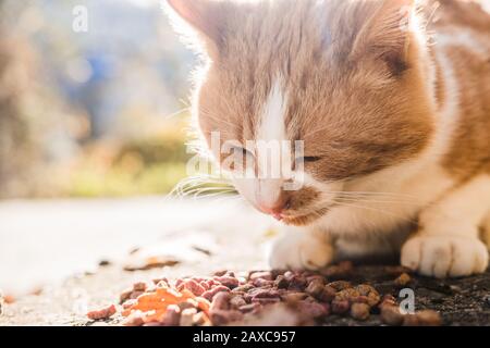 Rote Straße Obdachlose Katze isst im Herbst trockenes Essen auf Asphalt. Helfen Sie, Tiere zu verziehen und zu füttern Stockfoto