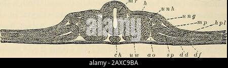 Die Pathologie und chirurgische Behandlung von Tumoren . verschiedener Gewebe und Organe gemäß den Anforderungen der indi-vidualen oder der Anpassung von Zellen an ihre unmittelbare Umgebung. Die Aufteilung des emonalen Gewebes in Epiblast, Hypoblast und Mesoblastwill wird in diesem Buch beibehalten, wobei der Epiblasten-Hypoblast unter dem einen Begriff Archiblast eingeschlossen werden soll, da der Student bei den Diskusionepitheltumoren die Lokation des Tumors leichter verstehen wird. Ebenso wie die Struktur der Epithelzellen, indem das epidermale (epiblastische) vom Schleim (Hypoblast) getrennt wird Stockfoto