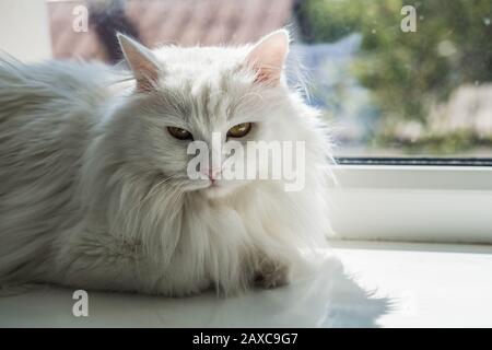 Weiße niedliche schöne, flauschige Katze mit orangefarbenen Augen sitzt auf einem Fensterbrett und blickt aus dem Fenster in die Straße Stockfoto