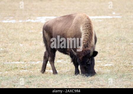 Amerikanischer Bison Stockfoto