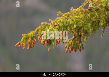 Engelmann Spruce, Picea engelmannii, mit Kegeln, Banff National Park, Alberta, Kanada. Stockfoto