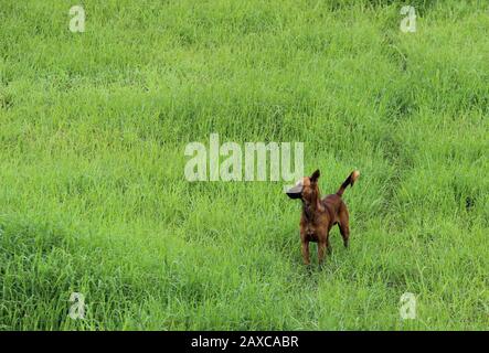 Wunderschöner junger, dunkelbrauner indianischer Straßenhund nativer Desi-Hund auf grünen Rasenfeldern in freier Natur Stockfoto