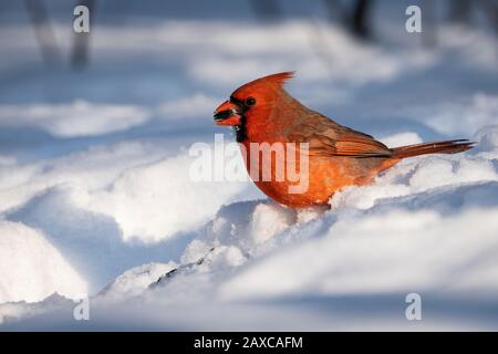 Nordkardinal füttert im Winter im Schnee in der Nähe eines Vogelzubringers. Stockfoto