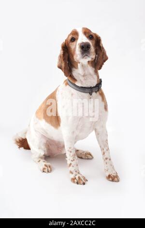 Ein walisischer Springer-Spaniel Stockfoto