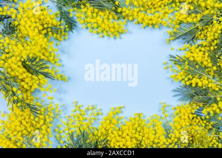 Mimosa blüht auf blauem Grund. 8. märz, Frauentag Symbol und Frühling. Stockfoto