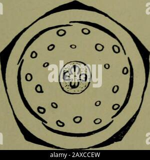 Pflanzen und ihre Wege in Südafrika . Stockfoto