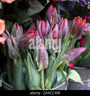 Blumensträuße aus rosafarbenen Rosen und roten Tulpen in großen Zinkeimer zum Verkauf in einem Laden. Stockfoto