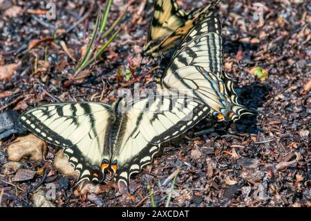 Kanadischer Tigerschwalbenschwanz, Papilio canadensis, Schmetterlinge, die an einem Flecken feuchten Bodens in Neufundland, Kanada, zusammenkommen. Stockfoto