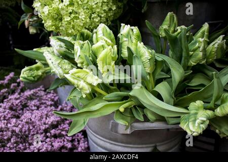 Blumensträuße aus grünen Tulpen und Hortensien in Zinkeimer, die perfekte Kulisse für eine Grußkarte. Stockfoto