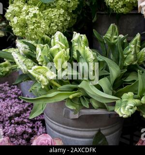 Blumensträuße aus grünen Tulpen und Hortensien in Zinkeimer, die perfekte Kulisse für eine Grußkarte. Stockfoto