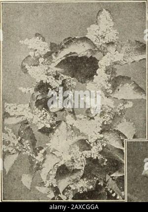 Dreers Gartenbuch: Siebzigjährige Ausgabe 1912 . HmRYADRKR -PHIIADWHIA MWHARDY mmm. PbANTrtltf) - Tliff .A-U-U. POLVC;oNlM CoMPACTlIM. PI.ATYCODON. PL.ATYCODON. (Ballonblume oder japanische Glockenblume.) Die Platycodons sind eng mit den Campanulas verbündet und bilden ordentliche, verzweigte Büsche aufrechter Gewohnheit. Frau Ely sagt von ihnen: Tun Sie am besten im Frühjahr. Sie wachsen von 2 bis 3 Fuß hoch, und nach dem dritten Saisonverlauf hat jede Pflanze für fast einen Monat, beginnend ab dem 10. Juli, zehn bis zwölf Gewände, die mit den schönen blauen Blos-Soms bedeckt sind. Sie sind auch frei von Einsattelungen Stockfoto