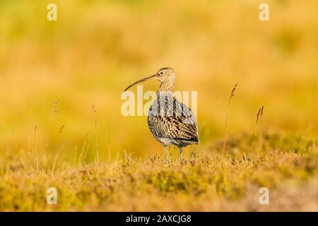 Curlew (wissenschaftlicher Name: Numenius arquata) Erwachsene Curlew im Morgengrauen, nach links gerichtet. Ein Hochlandvogel in natürlichem Lebensraum auf Moorgebieten in Yorkshire, England, Großbritannien Stockfoto