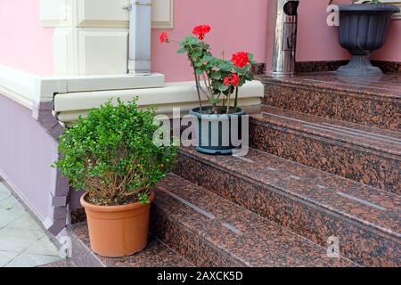 Blumen auf Treppen in Töpfen. Pelargonium in einem schwarzen Topf auf Marmorstufen. Dekorationen, um das Haus im Sommer zu betreten. Stockfoto