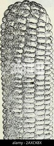 Stecklers Saatkatalog und Gartenhandbuch für die Südstaaten : 1902 . Unsere japanische Pflanze Lebensmittel und Dünger verlängert die Pflanze I^ife positiv. GARTENHANDBUCH FÜR DIE SÜDSTAATEN. 61. Stockfoto