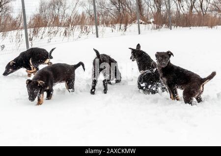 Eine Familie von mehreren schwarzen, niedlichen Welpen zusammen mit ihrer Mutter hat Spaß beim Spielen auf einem Hundewanderplatz auf dem Land im frischen, flauschigen Schnee Stockfoto