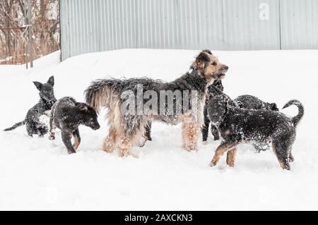 Eine Familie von mehreren schwarzen, niedlichen Welpen zusammen mit ihrer Mutter hat Spaß beim Spielen auf einem Hundewanderplatz auf dem Land im frischen, flauschigen Schnee Stockfoto