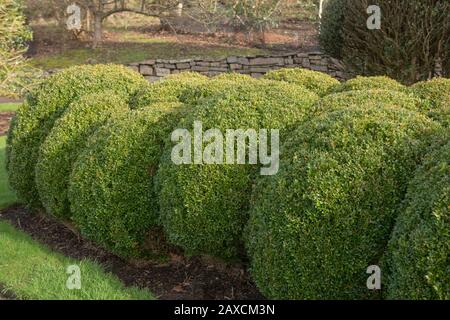 Winterliches Laub eines Evergreen European or Common Box Strauch (Buxus sempervirens) in einem Garten im ländlichen Devon, England, Großbritannien Stockfoto