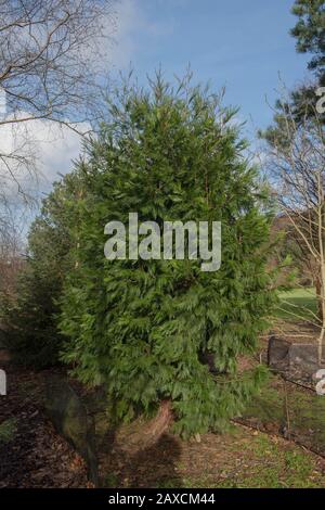 Winterliches Laub eines Evergreen White or Incense Cedar Tree (Calocedrus Decurrens) in einem Woodland Garden im ländlichen Devon, England, Großbritannien Stockfoto