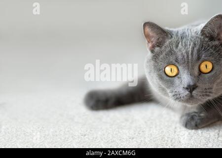 Britische Kurzhaarkatze liegt auf leichtem Boden und blickt auf die Kamera. Banner. Stockfoto