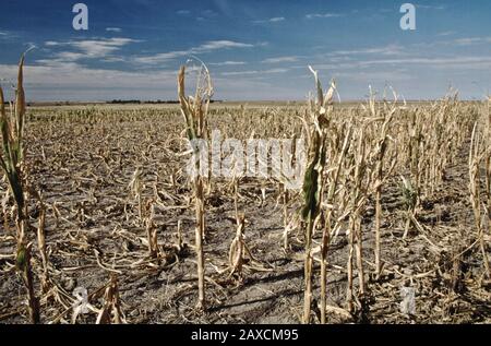 Maisfeld "Zea mays", Ernteausfall aufgrund von Dürre- und Hagelsturmschäden, Nebraska. Stockfoto