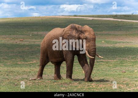 Großer afrikanischer Schlamm spatterter Elefant spattert über den Veldt im Addo Elephant National Park, Ostkaper, Südafrika Stockfoto