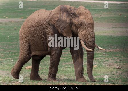 Großer afrikanischer Schlamm spatterter Elefant spattert über den Veldt im Addo Elephant National Park, Ostkaper, Südafrika Stockfoto