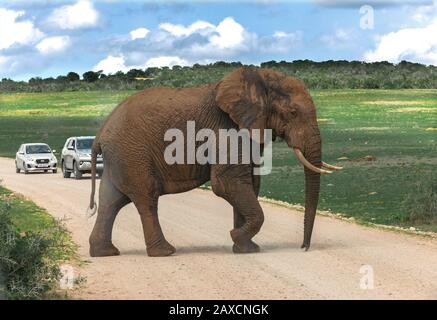 Großer Schlamm gespatterter afrikanischer Elefant spaziert über die Straße vor Touristenkraftwagen im Addo Elephant National Park, Ostkaper, Südafrika Stockfoto